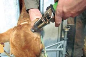 Produits d'écornage de veaux et de vaches