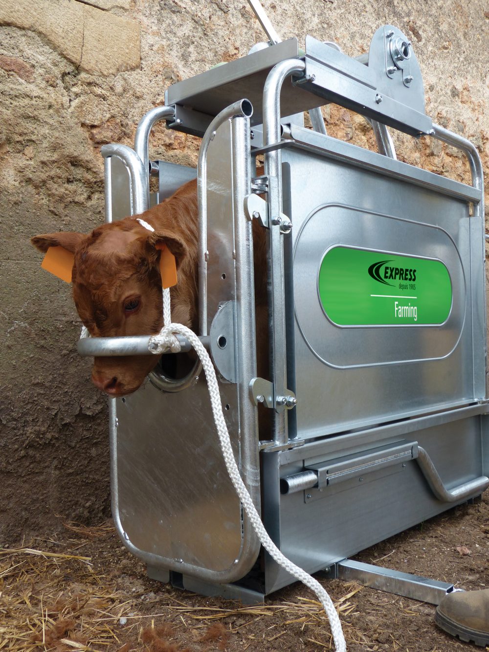 Ecornage de veaux et de vaches, cage de contention - Express Farming